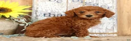 Miniature Poodle dogs for sale: Nash - Ad 7