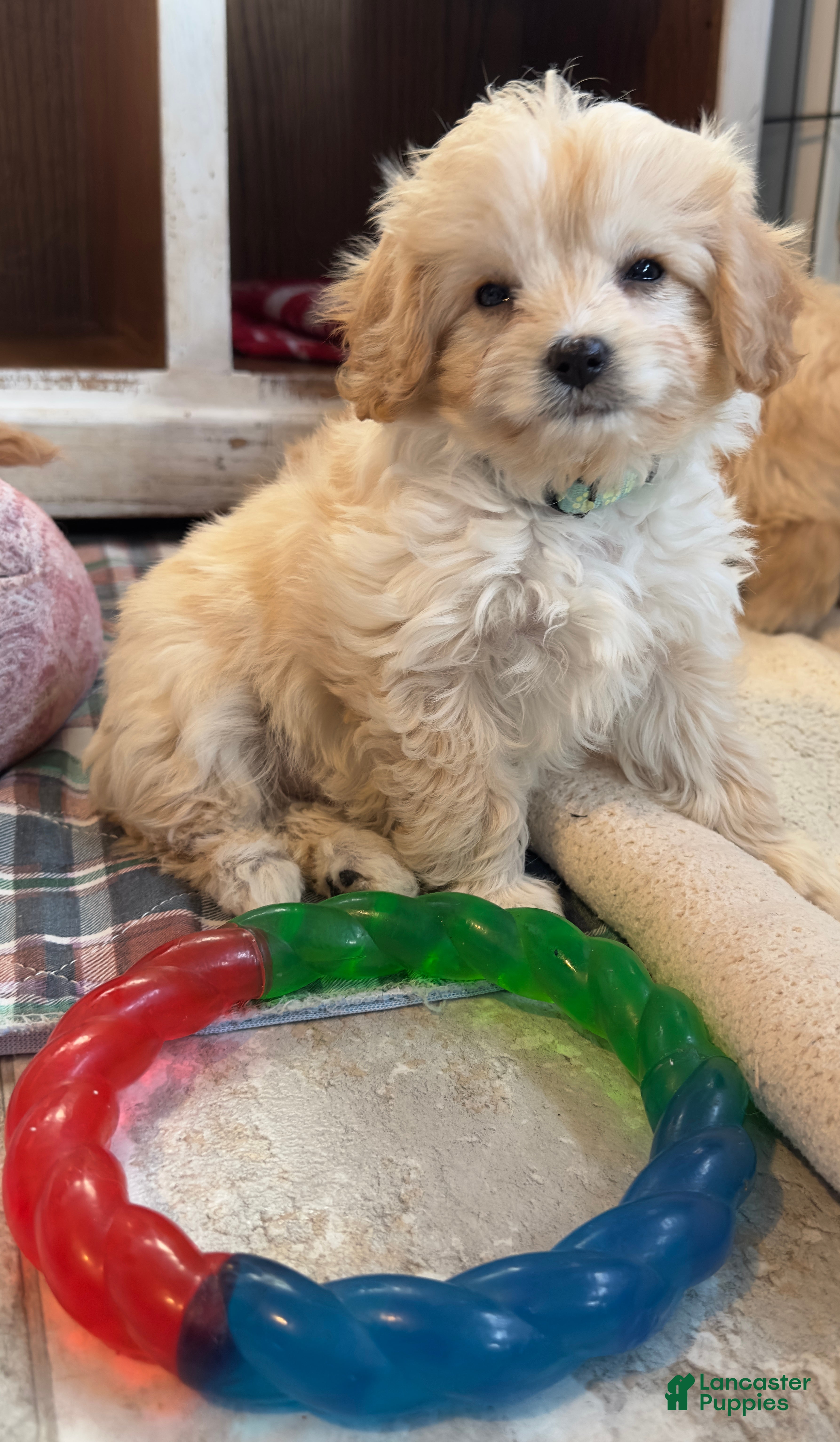 Cavachon dogs Maggie  - Ad 2