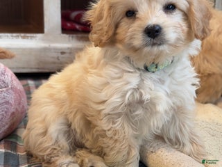Cavachon dogs Maggie - Ad 3