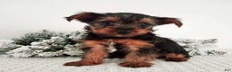 Yorkshire Terrier dogs for sale: Jessie - Ad 1