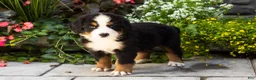 Bernese Mountain Dog dogs for sale: Moose - Ad 1