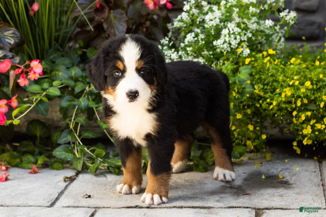 Bernese Mountain Dog dogs for sale: Moose - Ad 1