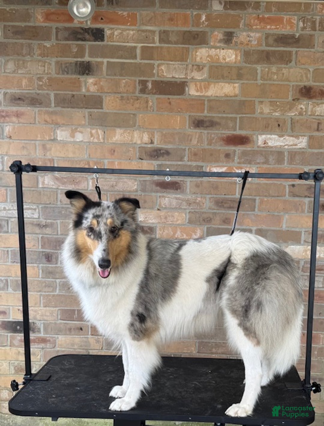 Collie dogs for sale: Tim - Ad 6