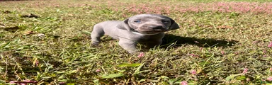 Weimaraner 3