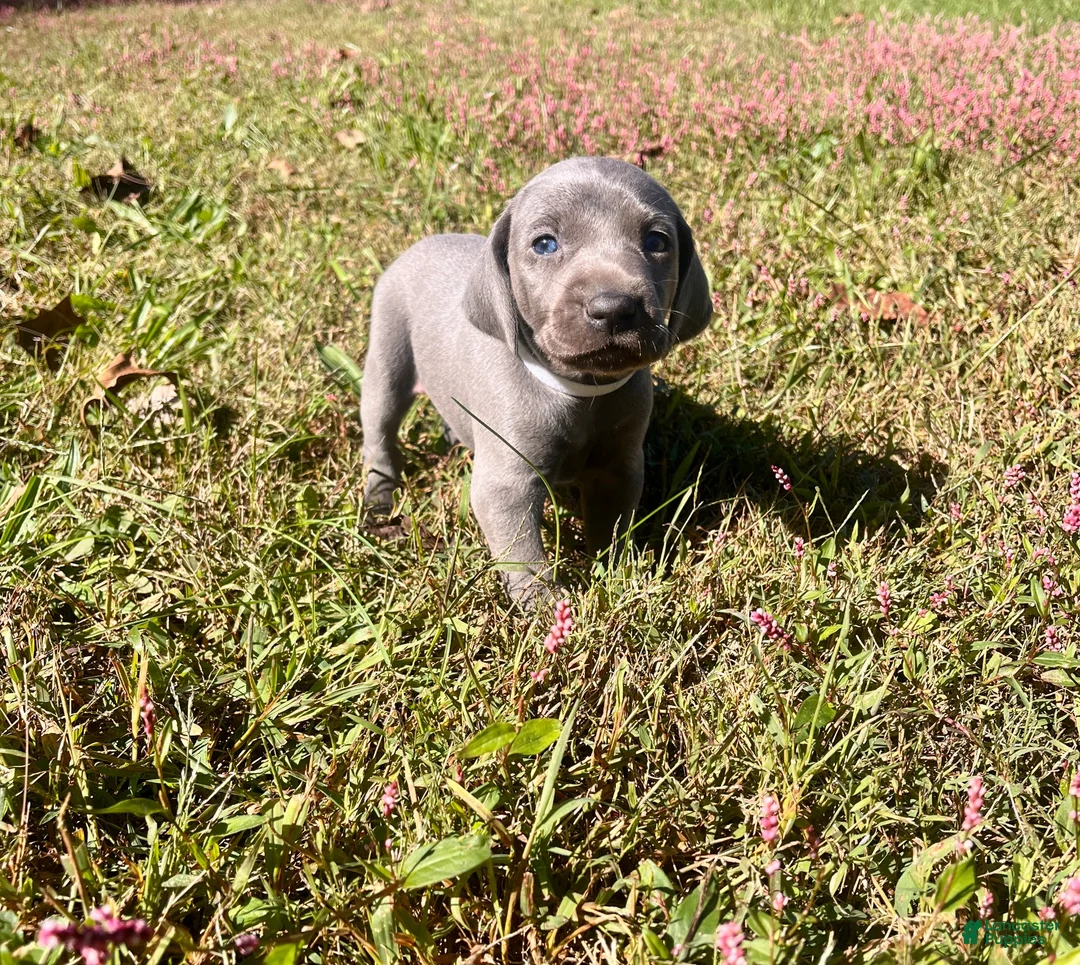Weimaraner dogs for sale: Weimaraner 3 - Ad 1