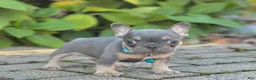 French Bulldog dogs for sale: Mason Video ad - Ad 4
