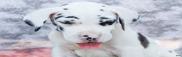 Great Dane dogs for sale: Erin - Ad 2