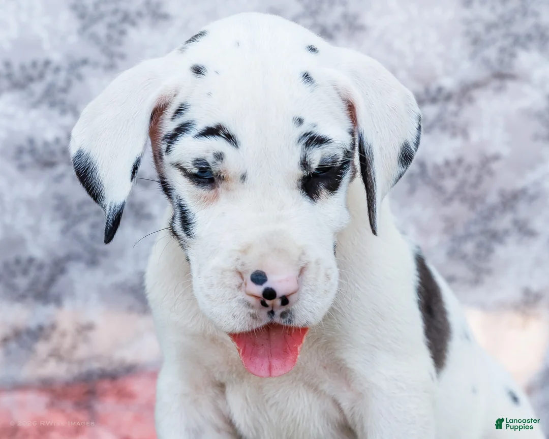 Great Dane dogs for sale: Erin - Ad 2