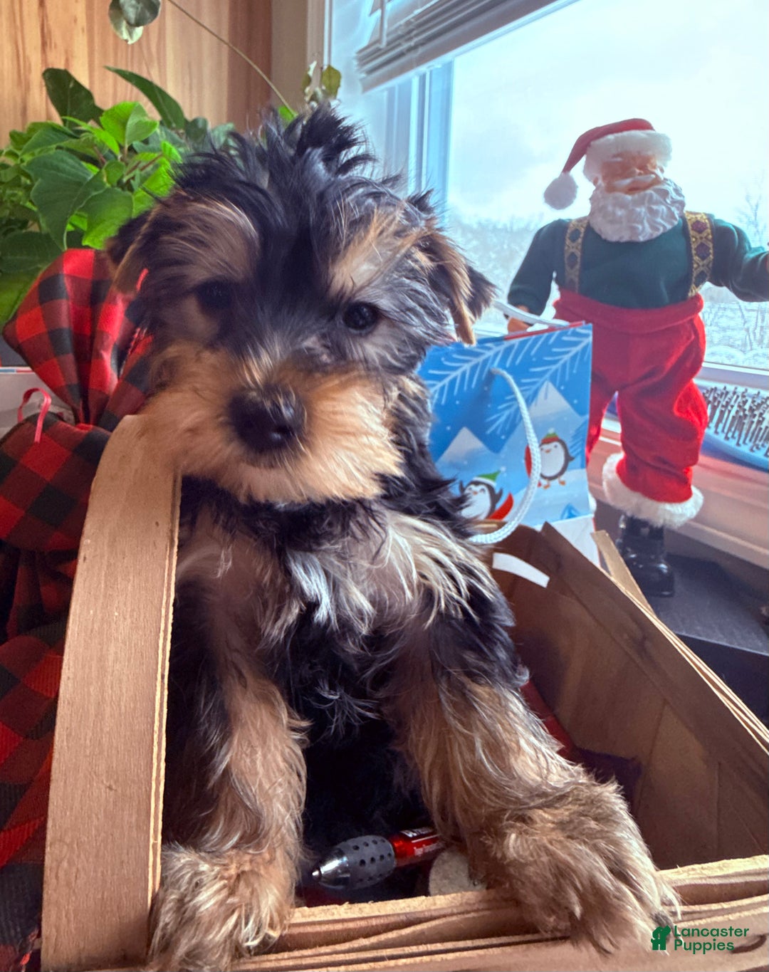 Yorkiepoo dogs for sale: Yorkiepoo Puppy 1 wilson - Ad 5