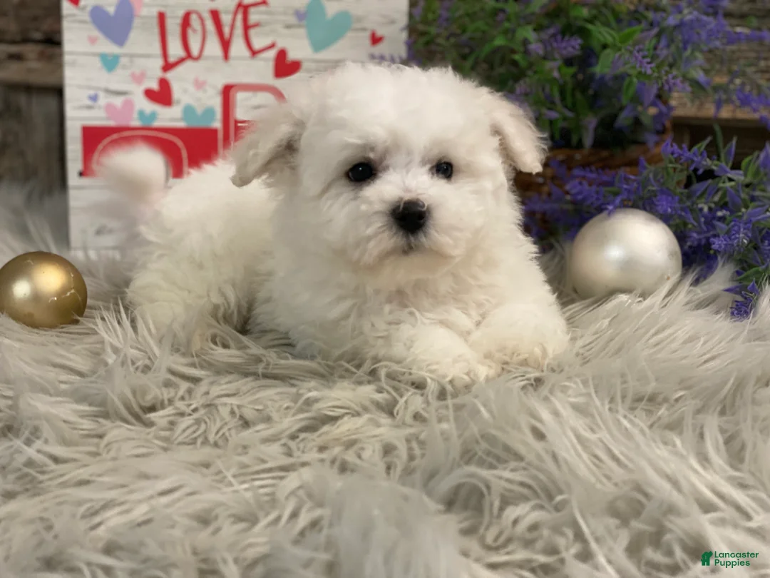 Bichon Frise dogs for sale: Estevan - Ad 3