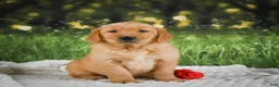 Golden Retriever dogs for sale: Sadie - Ad 6
