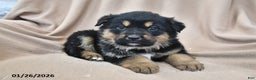Mixed Breed dogs for sale: Atlas - Ad 2
