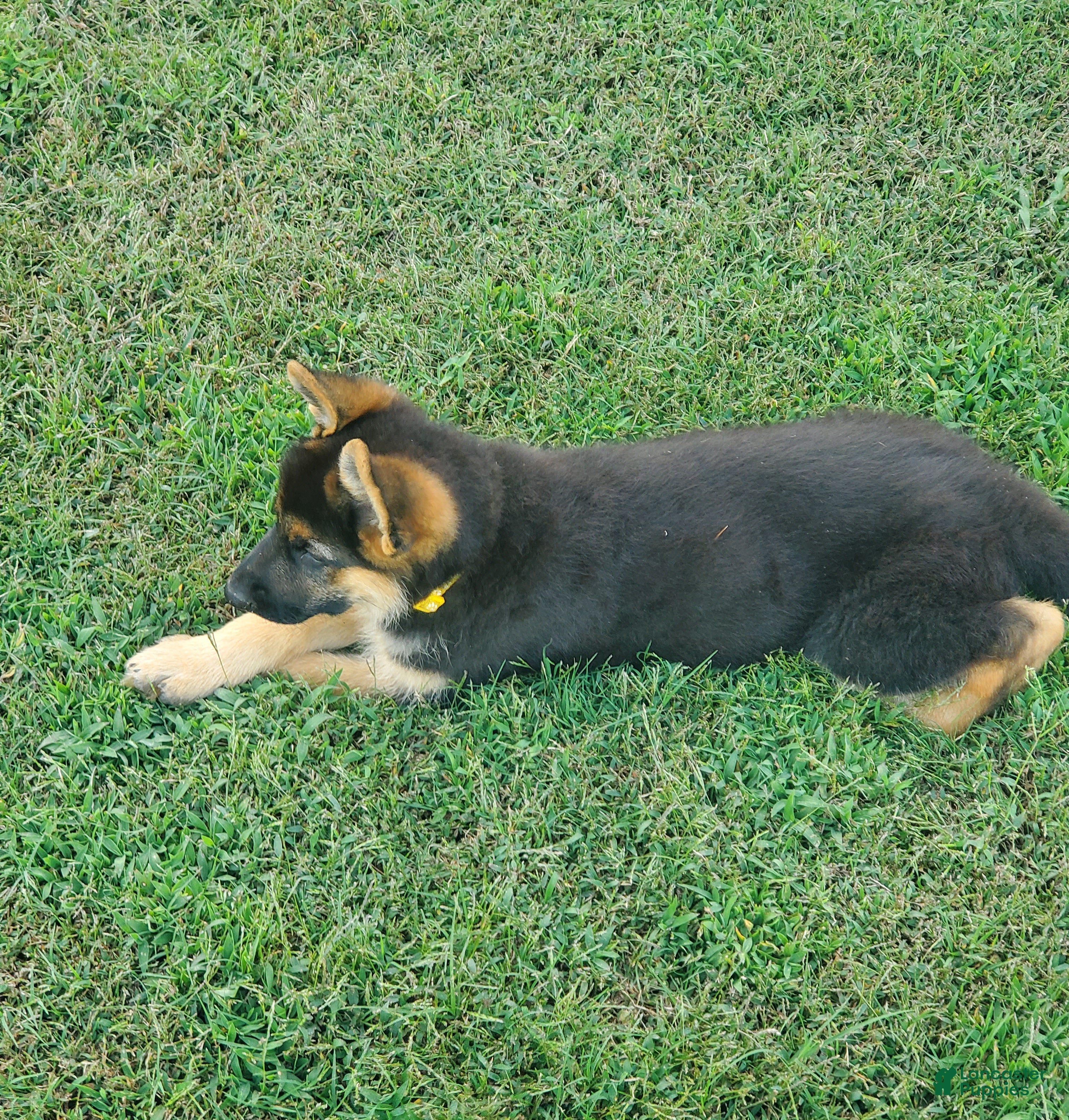 German Shepherd dogs Yellow Male - Ad 1