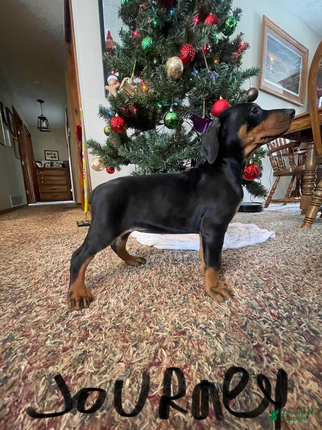 Doberman Pinscher dogs for sale: Journey - Ad 3