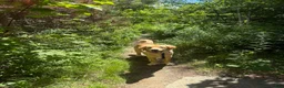 Golden Retriever dogs for sale: Golden Retriever 1 - Ad 4