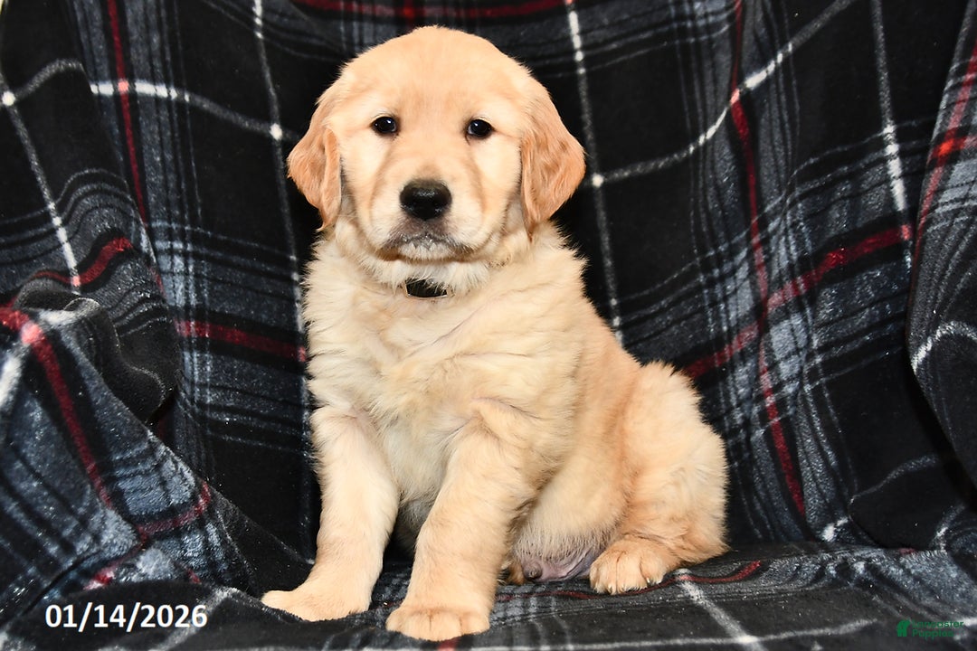 Golden Retriever dogs for sale: Tony  - Ad 2