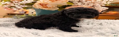 Miniature Poodle 3