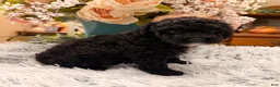 Miniature Poodle dogs for sale: Miniature Poodle 3 - Ad 1
