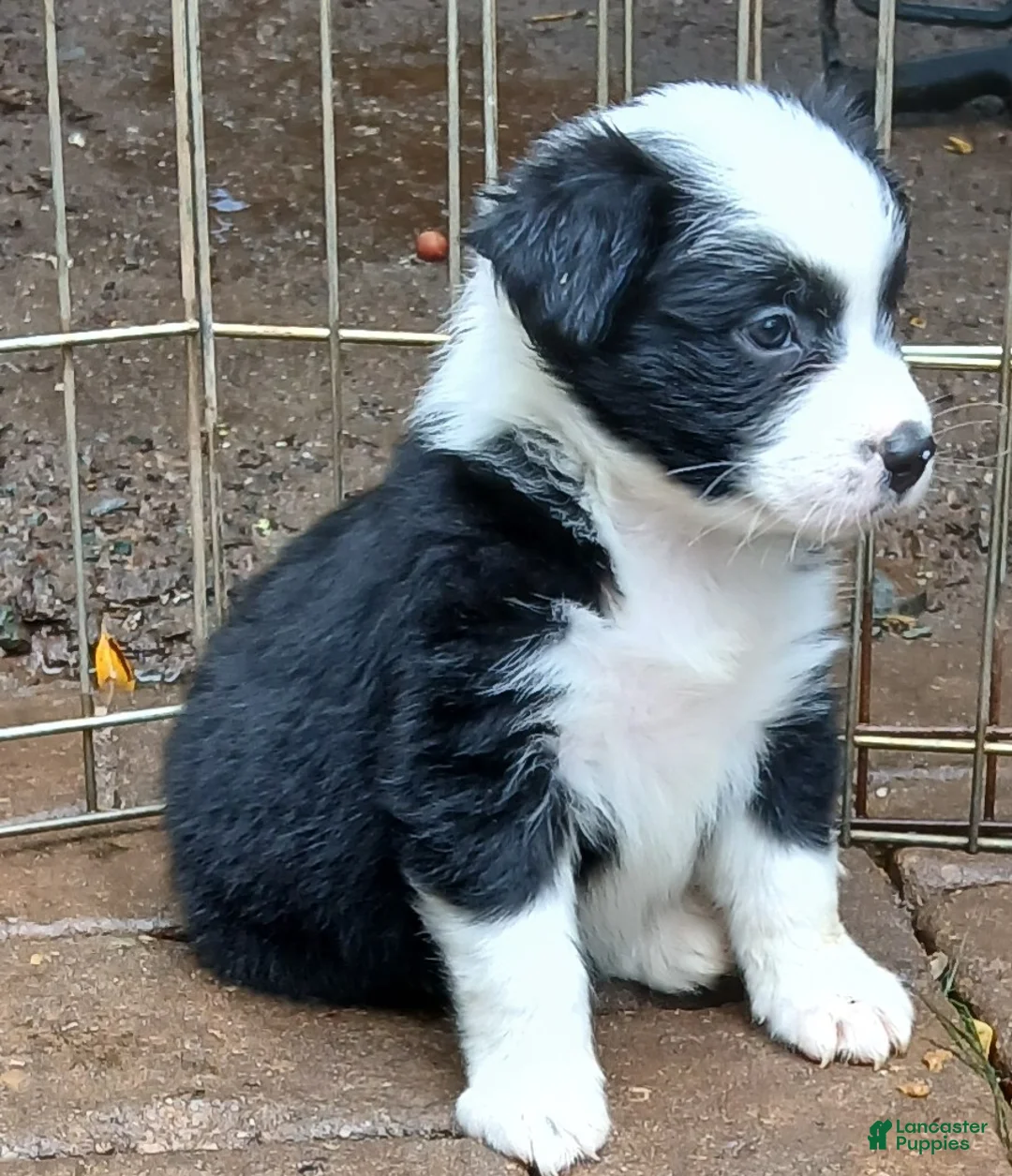 Miniature Australian Shepherd dogs for sale: Miniature Australian Shepherd Puppy 7 - Ad 2