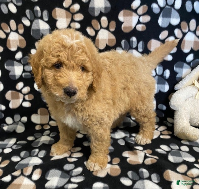 Goldendoodle dogs Max- genetic clear parents - Ad 1