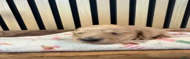 Hank
