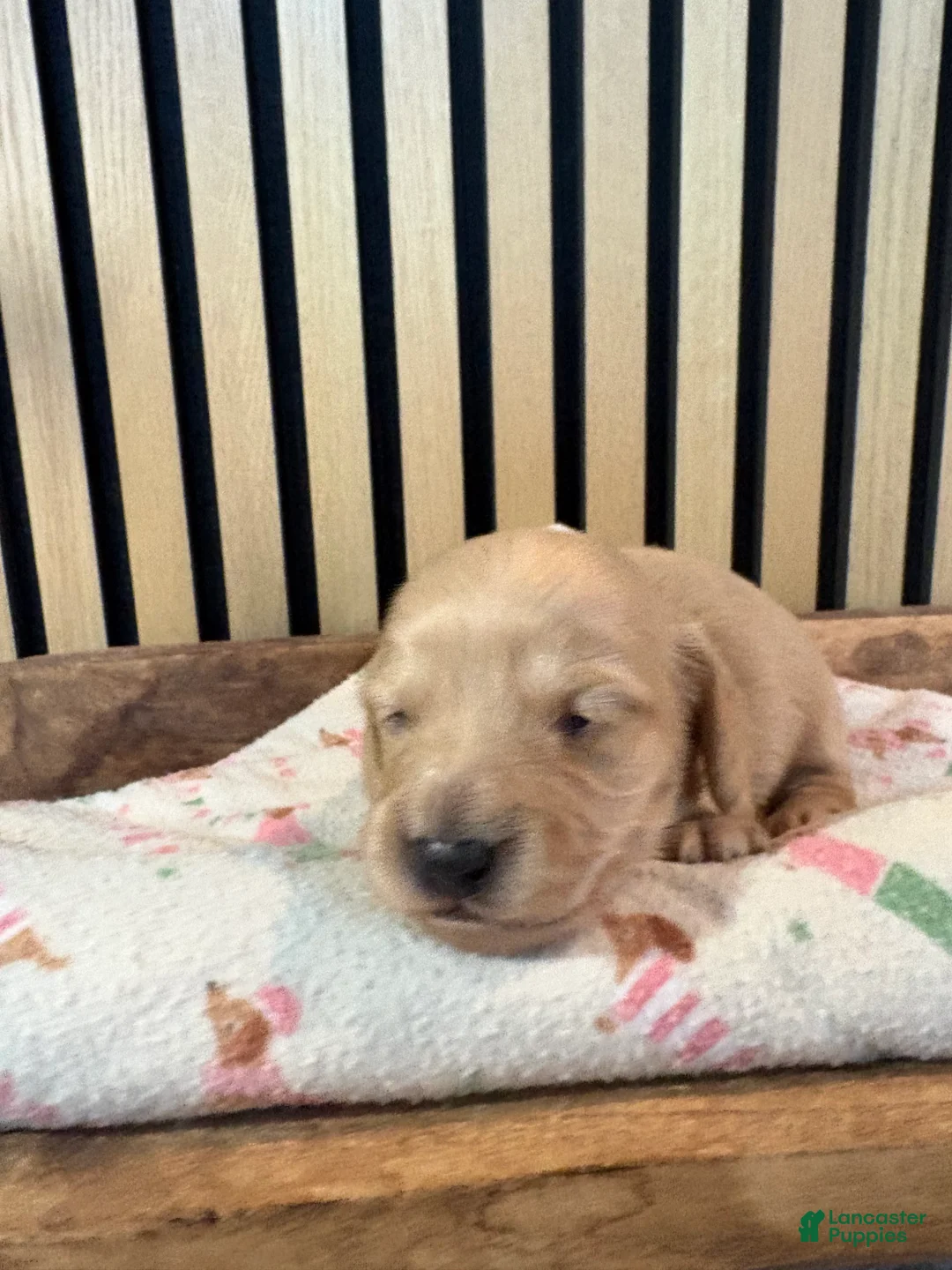 Miniature Dachshund dogs for sale: Hank - Ad 1