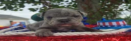 Olde English Bulldogge dogs for sale: Zuma - Ad 10
