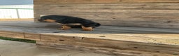 Rottweiler dogs for sale: Dasher - Ad 8