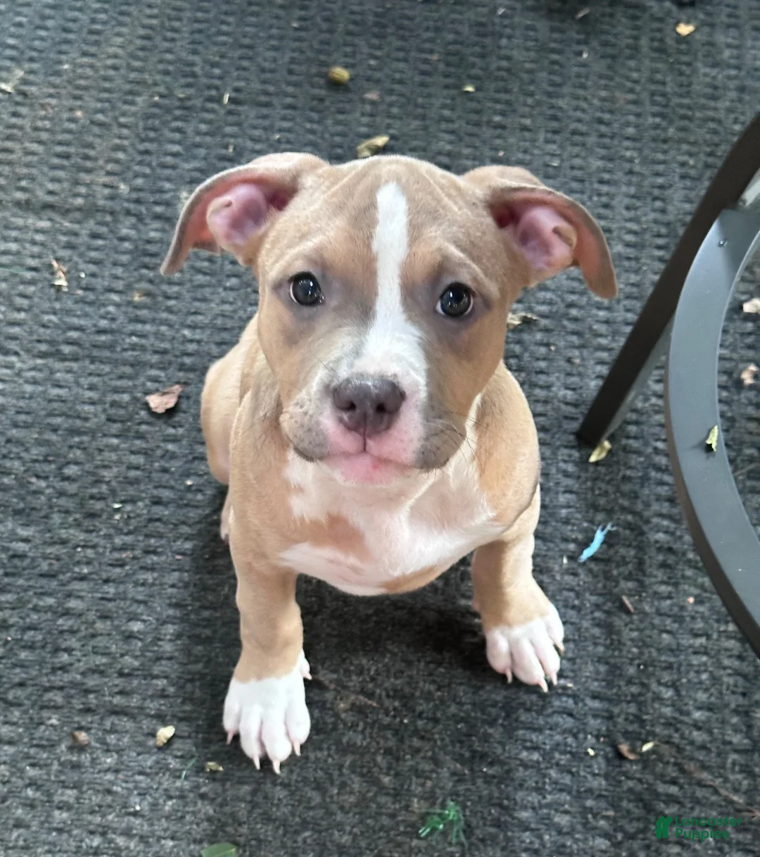 Mixed Breed dogs for sale: Daphne - Ad 2