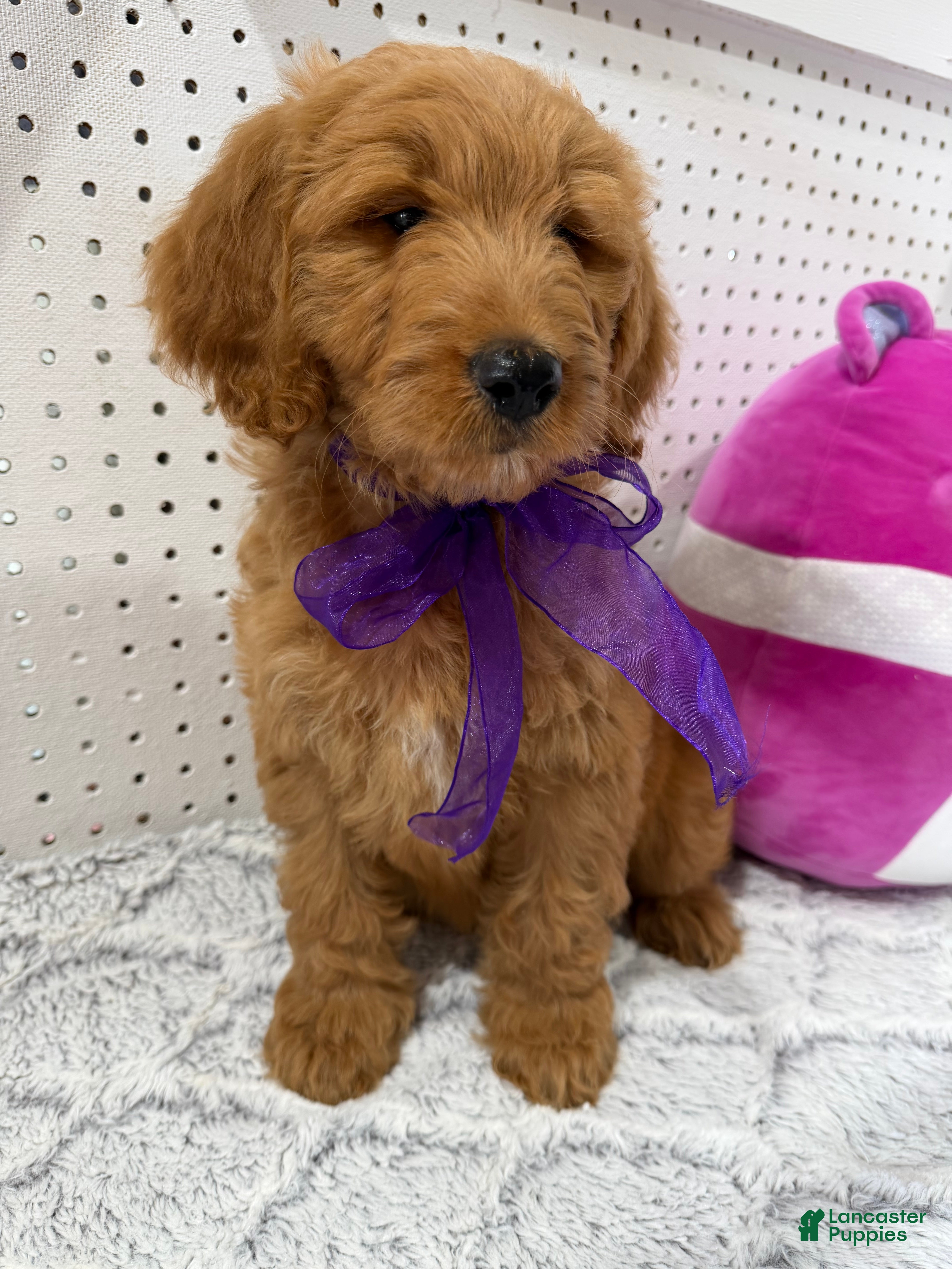 Goldendoodle dogs JENNY  - Ad 2