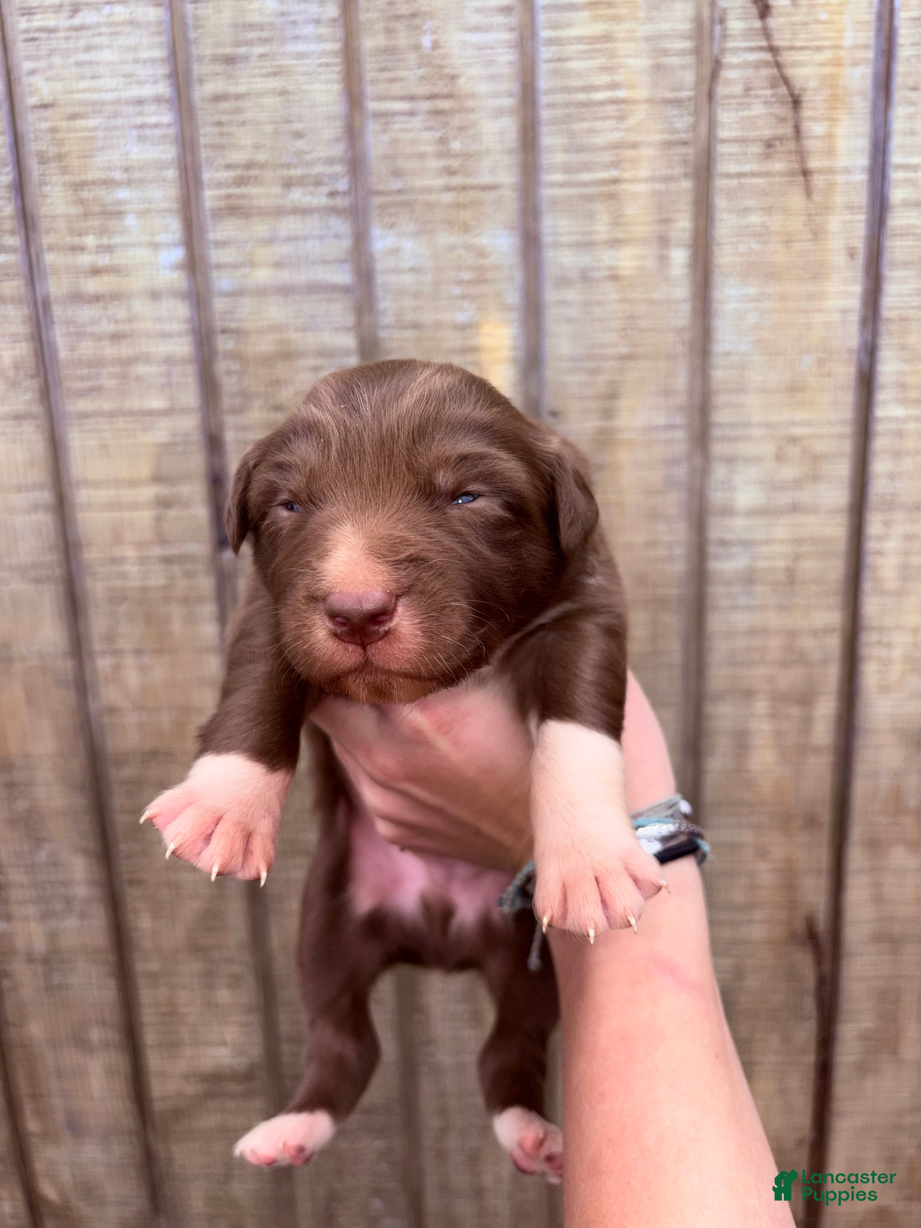 Australian Shepherd dogs Australian Shepherd Puppy 2 - Ad 20