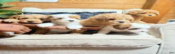Cavapoo dogs for sale: Sadie  - Ad 3
