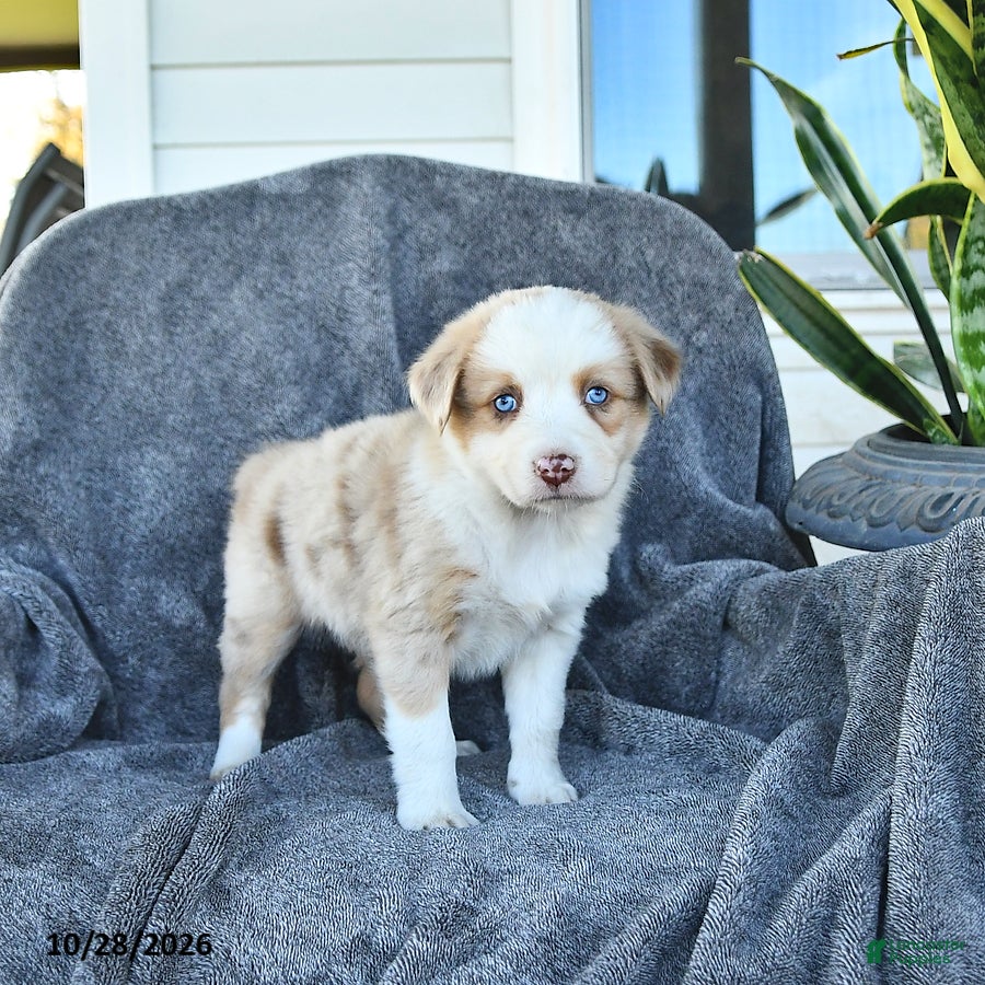 Miniature Australian Shepherd dogs for sale: Corey - Ad 2