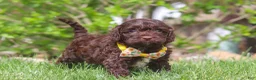 Cockapoo dogs for sale: Teddy - Ad 1