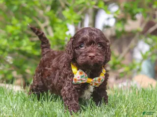 Cockapoo dogs for sale: Teddy - Ad 1