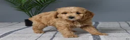 Mini Goldendoodle dogs for sale: Clayton - Ad 4