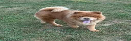Chow Chow dogs for sale: Grizzly  - Ad 4