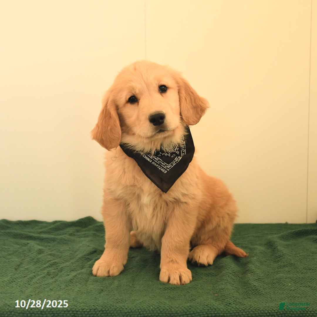 Golden Retriever dogs for sale: Walnut - Ad 5