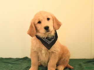 Golden Retriever dogs - Ad 33