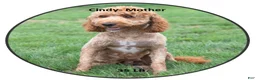 Mini Goldendoodle dogs for sale: Maverick - Ad 8