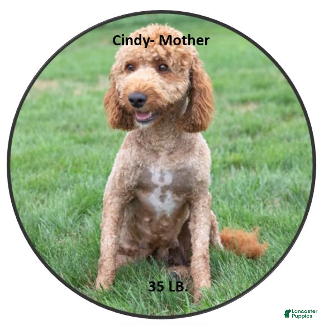 Mini Goldendoodle dogs for sale: Maverick - Ad 8