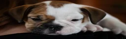 English Bulldog dogs for sale: Harley - Ad 9