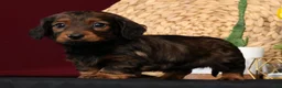Miniature Dachshund dogs for sale: Niles - Ad 3