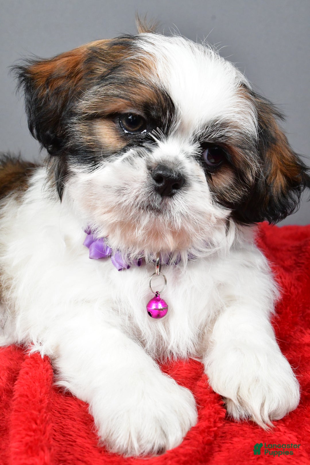 Shih Tzu dogs for sale: Bailey - Ad 3