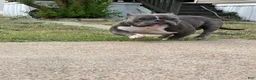 American Bully dogs for sale: American Bully Puppy 1 - Ad 5