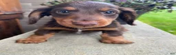 Miniature Dachshund dogs for sale: Browny - Ad 9