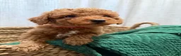 Toy Poodle dogs for sale: Toy Poodle 2 - Ad 9