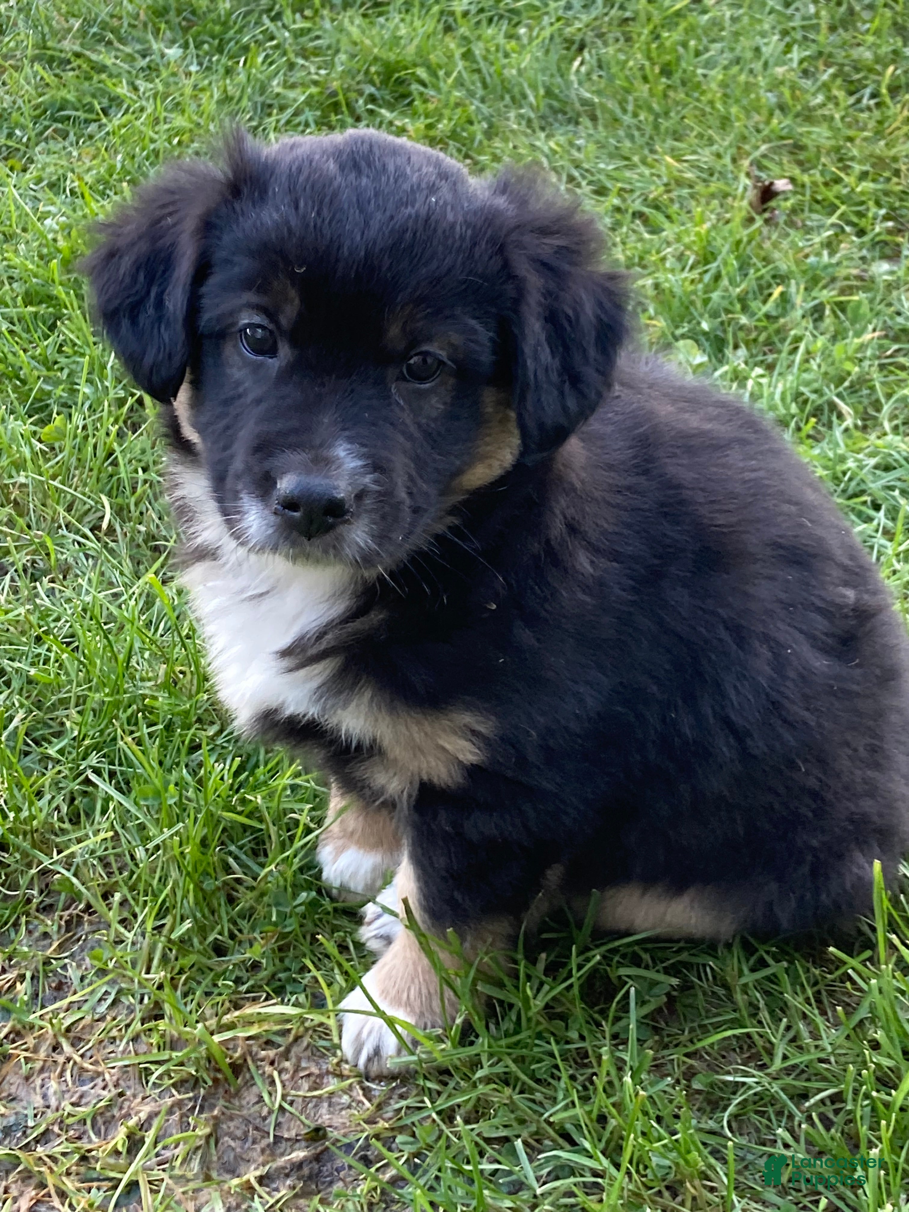 Australian Shepherd dogs Australian Shepherd Puppy 8 - Ad 25