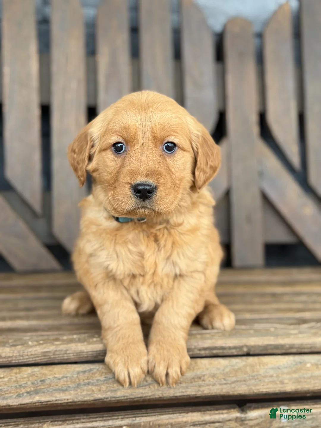 Golden Retriever dogs for sale: Pansy - Ad 5