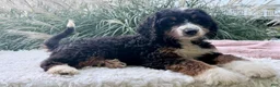 Bernedoodle dogs for sale: Lucy - Ad 4